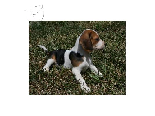 Beagle κουτάβι χρειάζεται ένα σπίτι